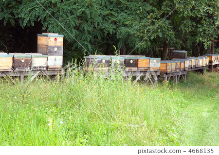 bee farm 4668135