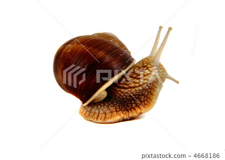 snail isolated on the white background snail isolated on the white background 4668186