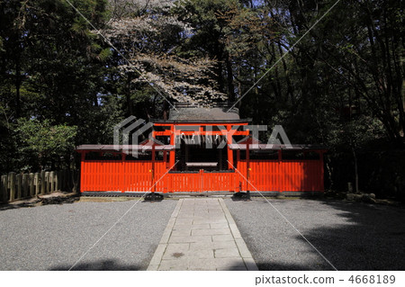 春天吉田神社糖果神社 4668189