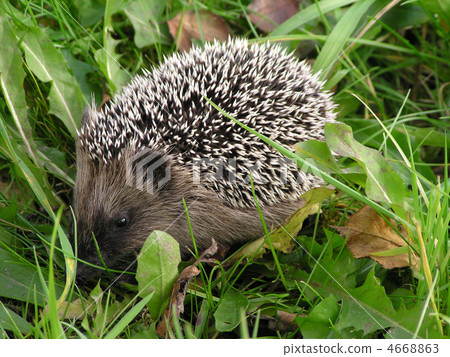 hedgehog in the grass hedgehog in the grass 4668863