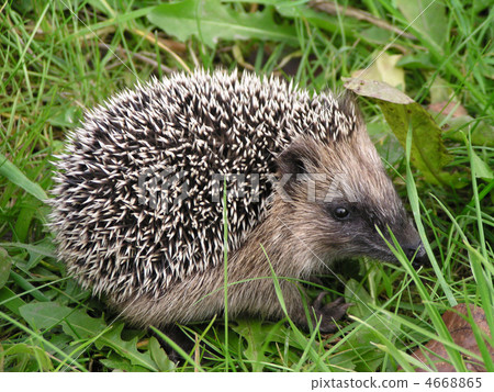 hedgehog in the grass hedgehog in the grass 4668865