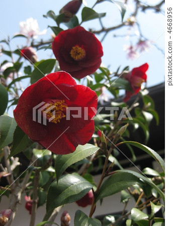 Kurosuke Kuro 4668956