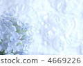 hydrangea, bloom, blossom 4669226