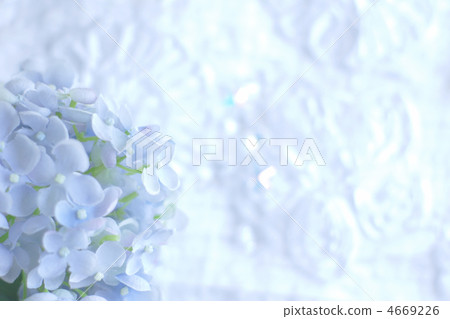 hydrangea, bloom, blossom 4669226