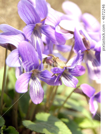 Violet (Kosumi) Violet (Kosumi) 4672246