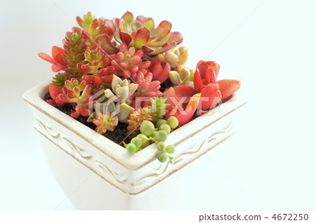 鑲木地板種植多肉植物（長青，·火節·彩虹球·綠色寵物·黑色老師·極光·綠色項鍊） 4672250