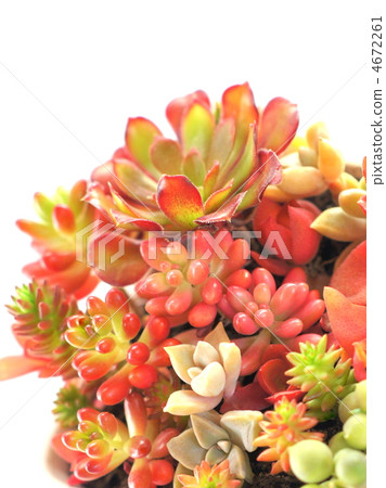 Parquet planting of succulent plants (Evergreen, · fire festival · rainbow ball · green pet · black teacher · aurora · green necklace) 4672261