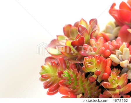 鑲木地板種植多肉植物（長青，·火節·彩虹球·綠色寵物·黑色老師·極光·綠色項鍊） 4672262