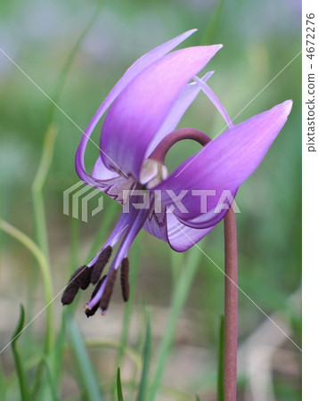 Katakuri Katakuri 4672276