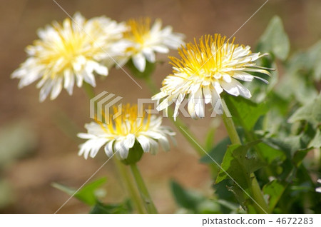 白色蒲公英（白色蒲公英） 4672283