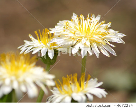 白色蒲公英（白色蒲公英） 4672284