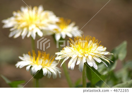 白色蒲公英（白色蒲公英） 4672285