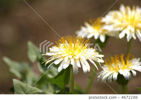 White dandelion (white dandelion) White dandelion (white dandelion) 4672286