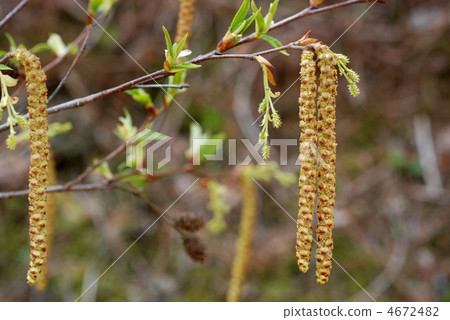 Himeyashibushi 4672482