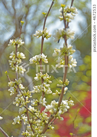 White Su Yang Flower White Su Yang Flower 4672533