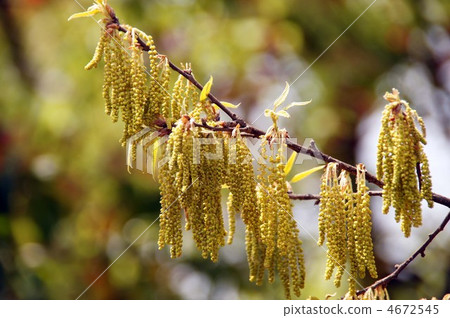 Flower of oak tree Flower of oak tree 4672545