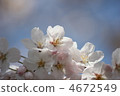 櫻花 櫻 賞櫻 4672549