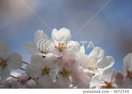 櫻花 櫻 賞櫻 4672549