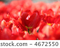 鬱金香 花園 生動 4672550