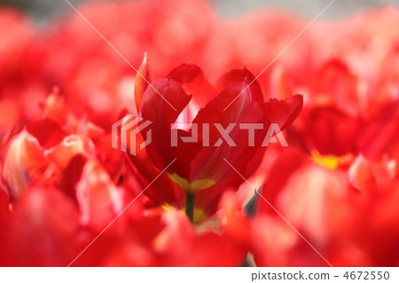 鬱金香 花園 生動 4672550