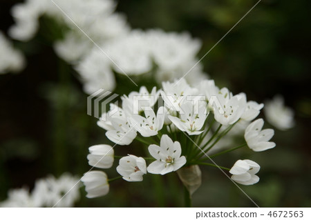 繖形虎眼萬年青 聖誕星 虎眼萬年青 4672563