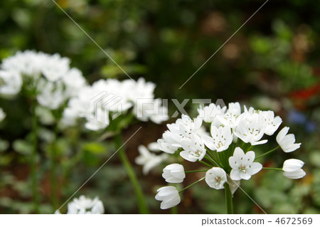 繖形虎眼萬年青 聖誕星 虎眼萬年青 4672569