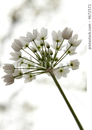 繖形虎眼萬年青 聖誕星 虎眼萬年青 4672571