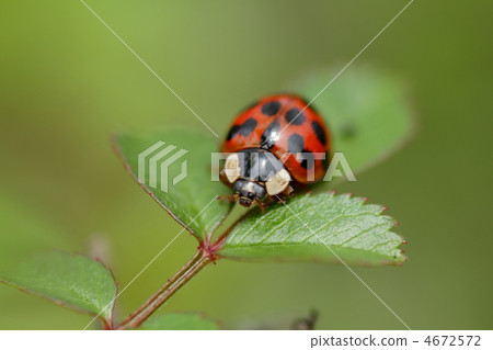 瓢蟲 蟲子 漏洞 4672572