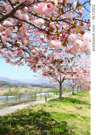 櫻花公路 櫻花公路 4672602