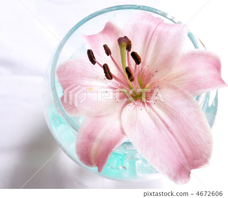 thunbeng lily, lily, glassware 4672606