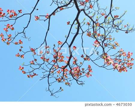 Dogwood (flower wood) Dogwood (flower wood) 4673030