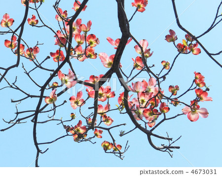 山茱萸（花木） 4673031