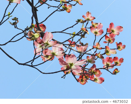 山茱萸（花木） 4673032