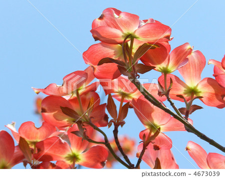 山茱萸(花木) 山茱萸(花木) 4673039