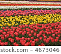 Brilliant tulip fields 4673046