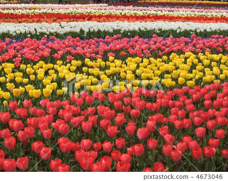 Brilliant tulip fields Brilliant tulip fields 4673046