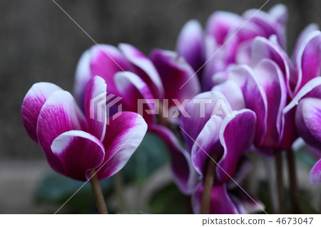 Cyclamen 4673047