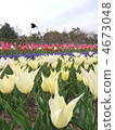 Birds are cherry blossom view 4673048