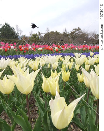 Birds are cherry blossom view 4673048