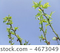 Image of early summer 4673049