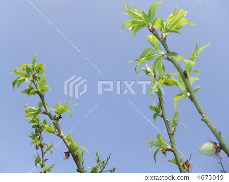 Image of early summer 4673049