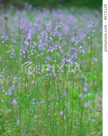 Matsubaun Run 4673129