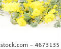 含羞草花*自然 4673135