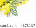 含羞草花*自然 4673137