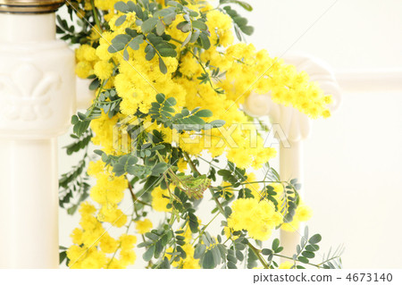 含羞草花*內部 含羞草花*內部 4673140