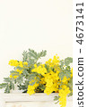 含羞草花*雜貨 4673141