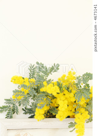 含羞草花*雜貨 含羞草花*雜貨 4673141
