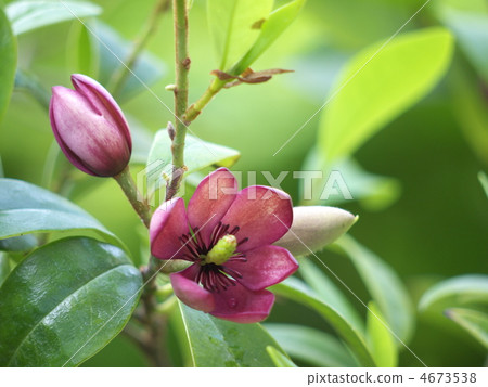 Magnolia figo flower Magnolia figo flower 4673538