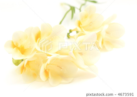 Freesia Freesia 4673591