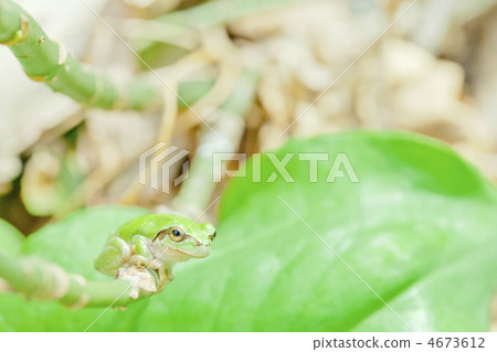 樹蛙 青蛙 秸稈 4673612